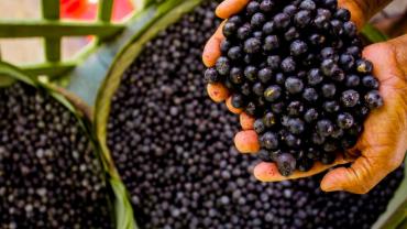 Homem segurando caroços de açaí