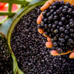 Homem segurando caroços de açaí